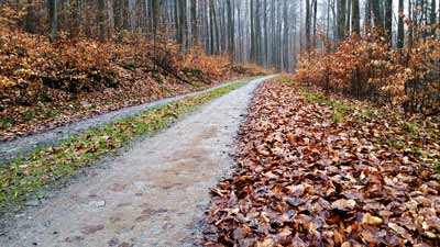 Einer der für die Region Stolberg typischen Buchenwälder in Herbstfarben getaucht