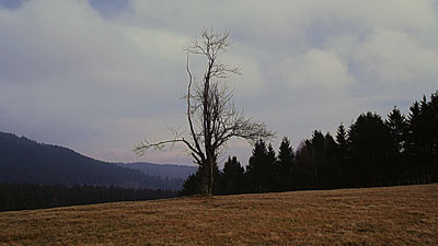 Einsamer Baum an der Jordans Höhe St. Andreasberg